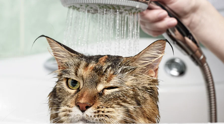 cat under the shower